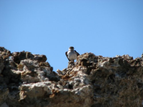Mono Lake